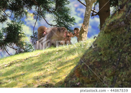 Wild two pairs of mother and child monkeys dozing at the root of a tree in the daytime of the Joban Peninsula 44867839