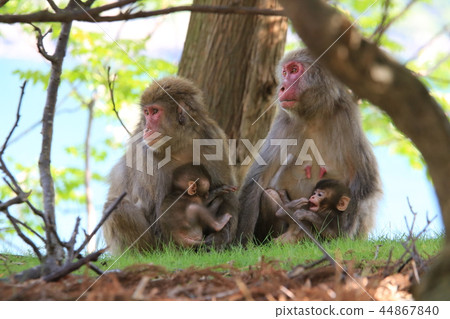Two pairs of wild mother and child monkeys holding humming monkeys 44867840