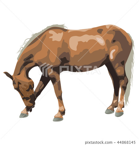 Classic silver dapple mare isolated vector illustration 44868145