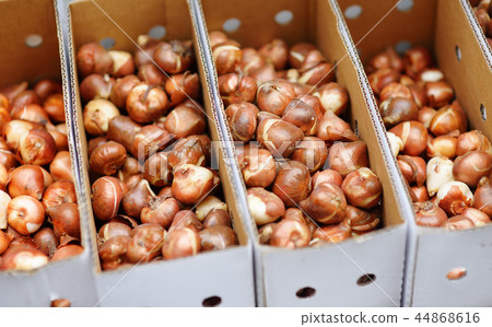 The famous Amsterdam flower market. Tulip bulbs. The famous Amsterdam flower market. Tulip bulbs. 44868616