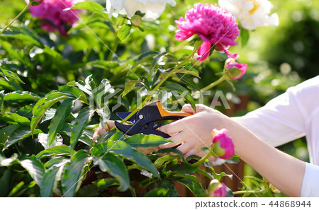 Woman working with secateur in domestic garden 44868944