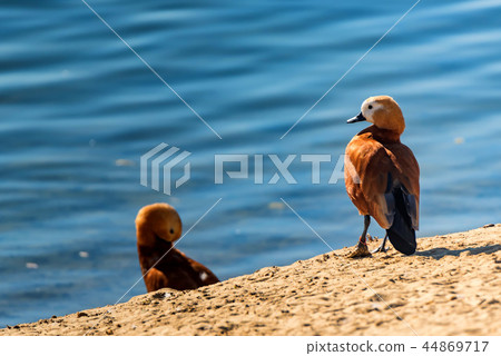 Pair of Ruddy Shelducks or Tadorna ferruginea next to a lake 44869717