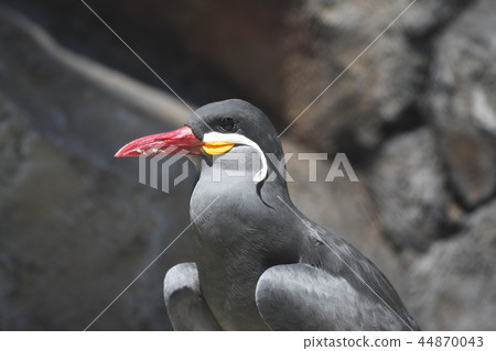 Inka Tess 4 44870043