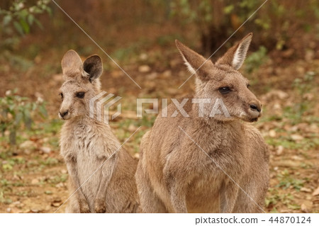 Okangaroo 84 Okangaroo 84 44870124