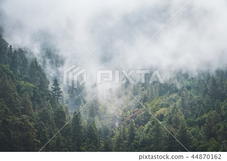 fog forest , trees in clouds, foggy conifer forest 44870162