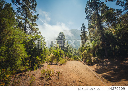 rural road in forest landscape - pathway in nature 44870209