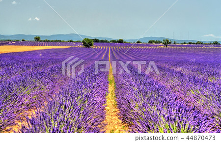 Lavender field in Provence, France 44870473