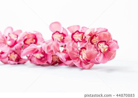 Beautiful pink blossoms of Cymbidium orchids. Pretty exotic Japanese garden flowers, tropical 44870883