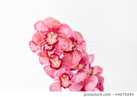 Beautiful pink blossoms of Cymbidium orchids. Pretty exotic Japanese garden flowers, tropical 44870884