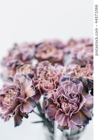 Bouquet of carnation flowers unusual color. Spring background. Clove bunch present for Mothers Day. 44871066