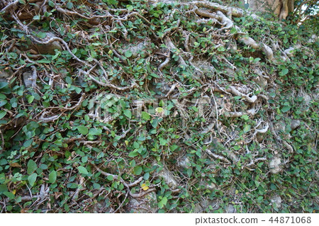 Cobblestone wall material background samurai residences Izumi City Kagoshima Prefecture 44871068