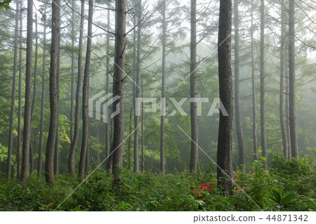 Asagiri-covered larch forest Tadami Town, Fukushima Prefecture 44871342