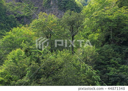 Early autumn forest in the bottom of the mountain-Tagokura rest area Early autumn forest in the bottom of the mountain-Tagokura rest area 44871348