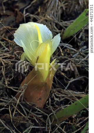 Myoga Flower Yami Town, Fukushima Prefecture Myoga Flower Yami Town, Fukushima Prefecture 44871351