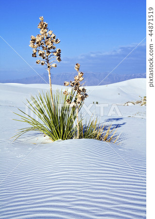 Yucca in White Dunes National Monument 44871519