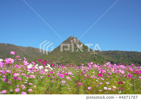 Mt. Akagami and Cosmos Field Mt. Akagami and Cosmos Field 44871787