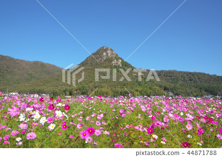 Mt. Akagami and Cosmos Field 44871788