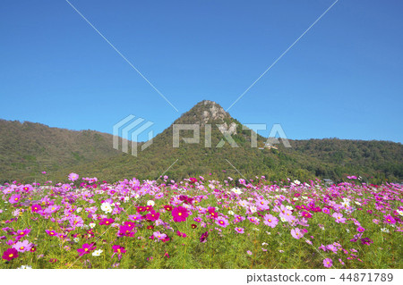Mt. Akagami and Cosmos Field 44871789
