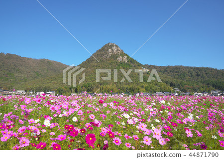 Mt. Akagami and Cosmos Field 44871790