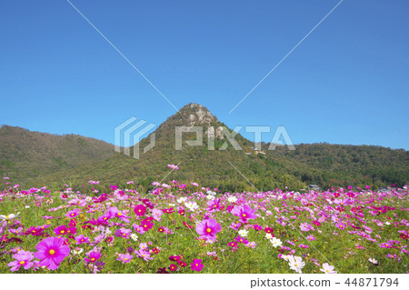 Mt. Akagami和Cosmos Field Mt. Akagami和Cosmos Field 44871794