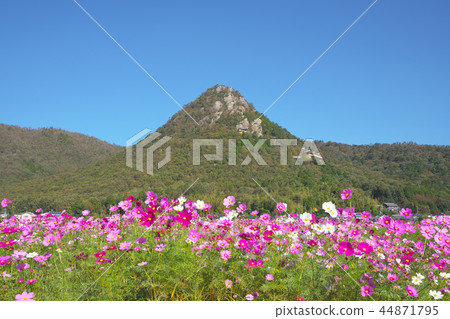 Mt. Akagami和Cosmos Field Mt. Akagami和Cosmos Field 44871795
