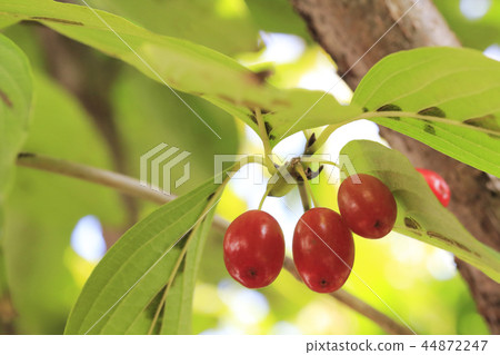 Yamashina no Sanko Sushiyu 44872247