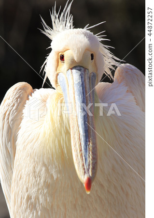 Pelican Pelican 44872257