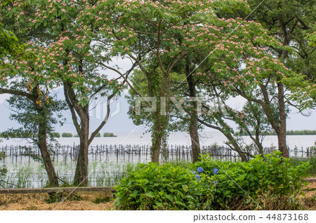 Lake Biwa Lake Biwa 44873168