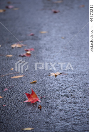 秋葉落在路上 44873212