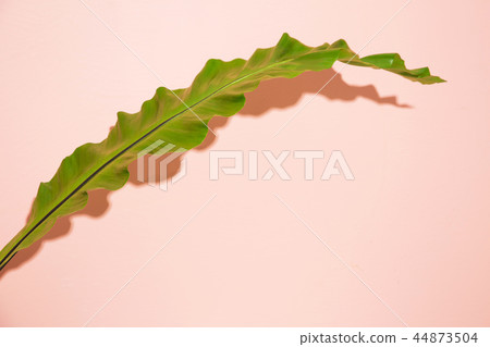Greenery Concept photo, leave pattern summer background and frame design. 205 44873504