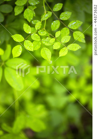 Greenery Concept photo, Green Leaves and tree in nature seasonal. 027 44873682