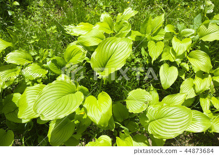 Greenery Concept photo, Green Leaves and tree in nature seasonal. 052 44873684