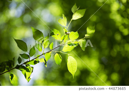 Greenery Concept photo, Green Leaves and tree in nature seasonal. 015 44873685