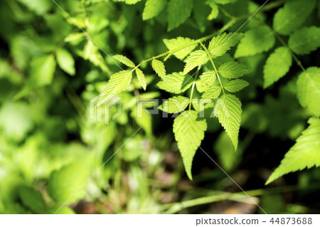 Greenery Concept photo, Green Leaves and tree in nature seasonal. 025 Greenery Concept photo, Green Leaves and tree in nature seasonal. 025 44873688