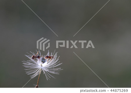 Two ants surrounding a drop of water on fluff 44875269