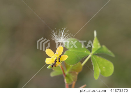 Two ants holding onto fluff of dandelion 44875270