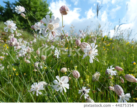 Cute alpine plants 44875354