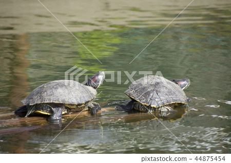 一隻烏龜 44875454