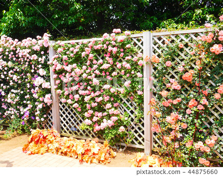 Rose garden Hiratsuka beautiful 44875660