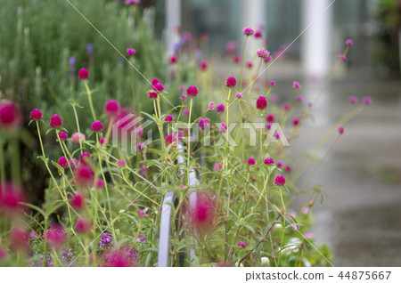 紅三葉草 44875667