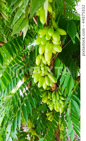 Group of Taling pling or Bilimbi Group of Taling pling or Bilimbi 44875832