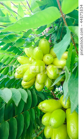 Group of Taling pling or Bilimbi Group of Taling pling or Bilimbi 44875834