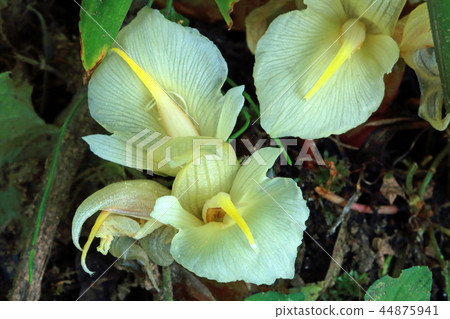 Myoga Flower Yami Town, Fukushima Prefecture Myoga Flower Yami Town, Fukushima Prefecture 44875941