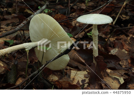 Doktorutake healing forest that grows on beech forest floor Shimami Town, Fukushima Prefecture 44875950