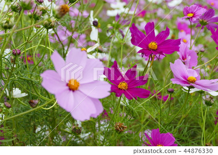 Cosmos 44876330