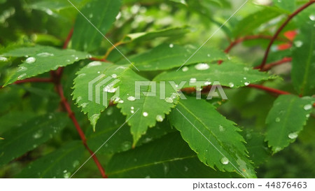 Leaves and drops 44876463