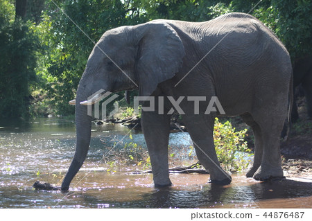 African elephant-Chobe National Park 44876487