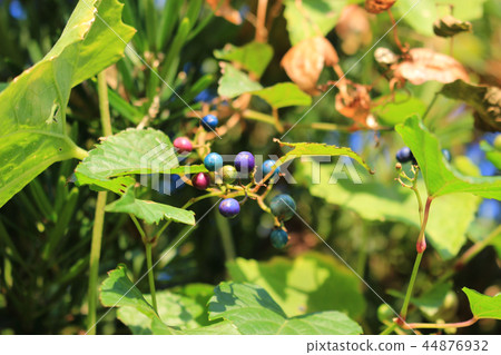 Fruit of nobudo Fruit of nobudo 44876932