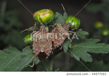 Brown marmorated stink bug (Halyomorpha halys) Brown marmorated stink bug (Halyomorpha halys) 44877081