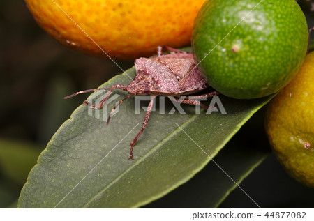 Brown marmorated stink bug (Halyomorpha halys) Brown marmorated stink bug (Halyomorpha halys) 44877082